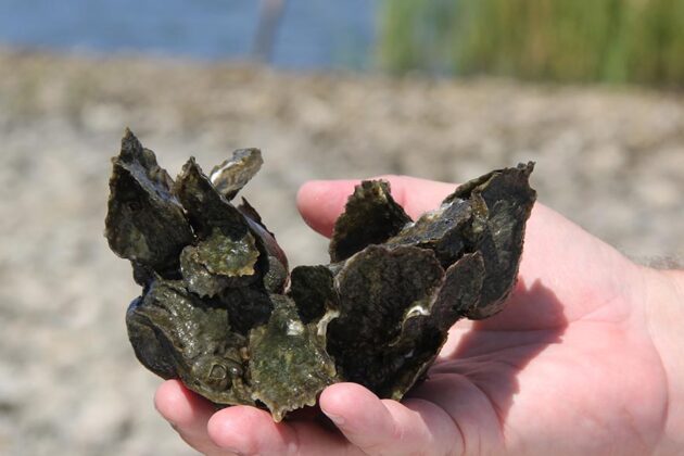 A closeup of a hand holding a cluster of oyster spat