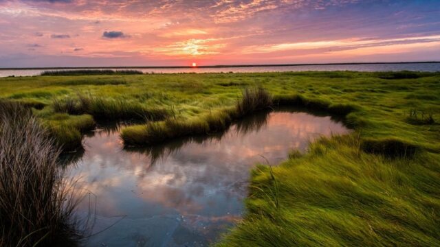 Sunset over Chesapeake Bay marshland with green grasses and a tidal pool reflecting the colorful sky.