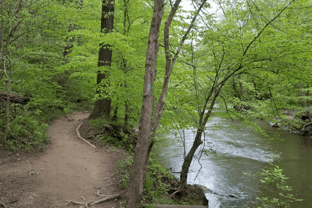 A wooded trail runs alongside a creek through the green forest of Rock Creek Park.