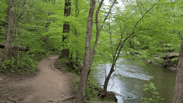 A wooded trail runs alongside a creek through the green forest of Rock Creek Park.