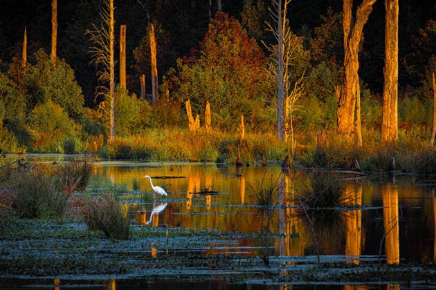 An egret perches in the golden-lit marsh waters at Caledon State Park.