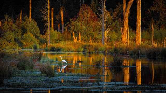 An egret perches in the golden-lit marsh waters at Caledon State Park.