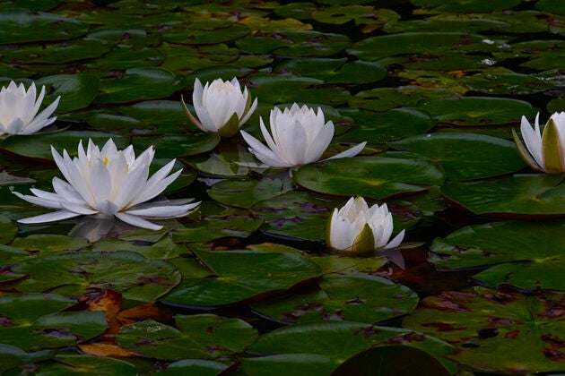 White water lilies float on a pond.