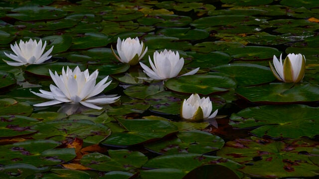 White water lilies float on a pond.