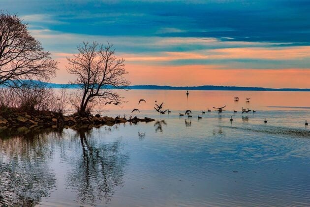 Sunset over the Chesapeake Bay with silhouetted bare trees, waterfowl on calm water, and orange and blue sky.