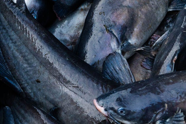 A bucket of blue catfish.