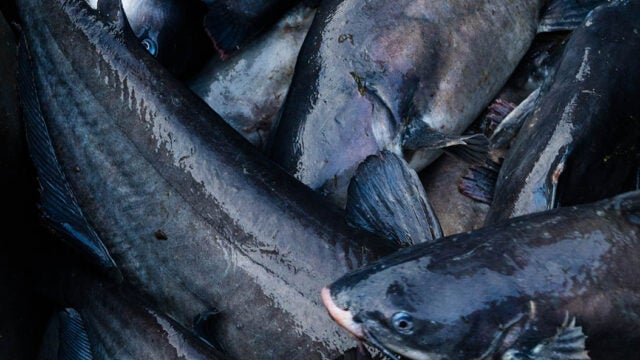 A bucket of blue catfish.