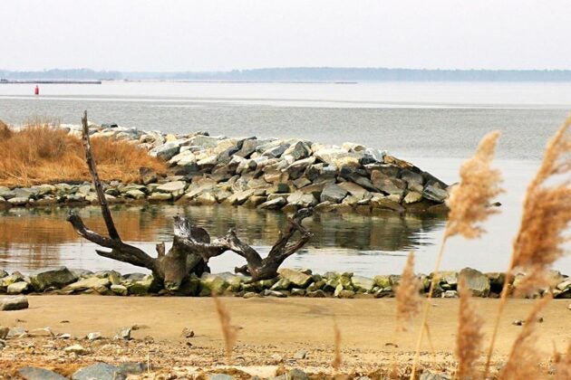 A rocky jetty extends into the Choptank River with driftwood and golden marsh grasses on the sandy shore.