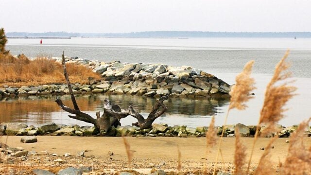 A rocky jetty extends into the Choptank River with driftwood and golden marsh grasses on the sandy shore.