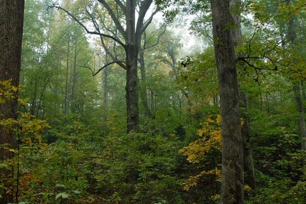Inside a dense forest.