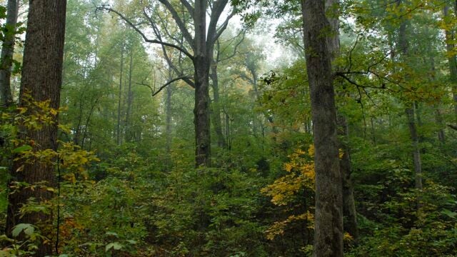 Inside a dense forest.