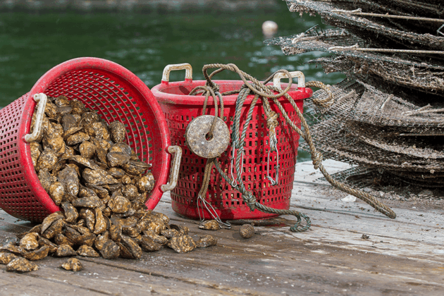 Oysters fill two red baskets.