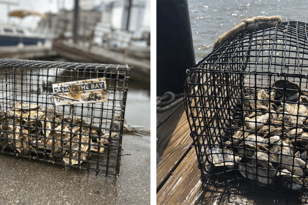Oysters in cages.
