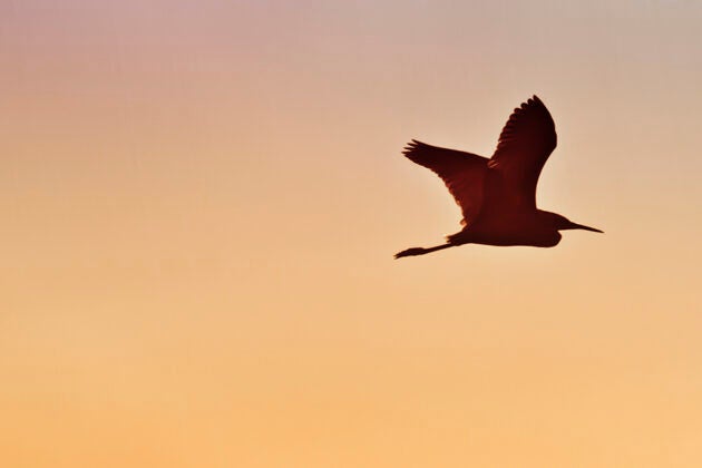 A heron flies in silhouette against a sunset sky.