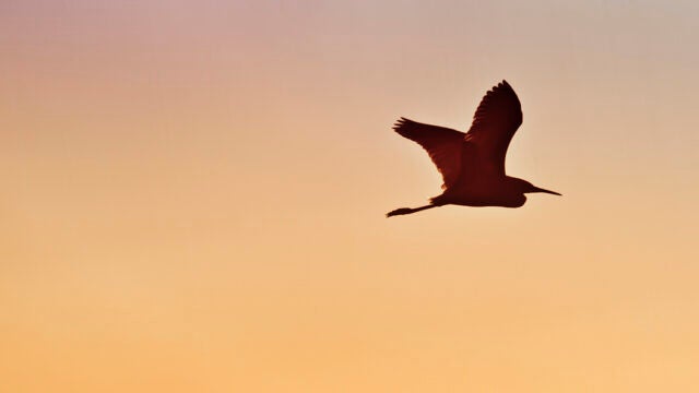 A heron flies in silhouette against a sunset sky.