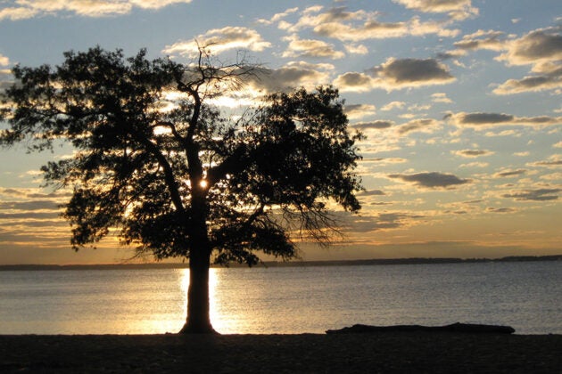 A lone tree stands silhouetted on the shoreline at sunset with golden light reflecting on the water and clouds scattered across the sky