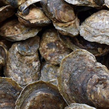 A collection of oysters.
