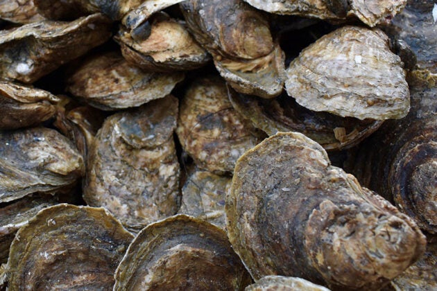 A collection of oysters.
