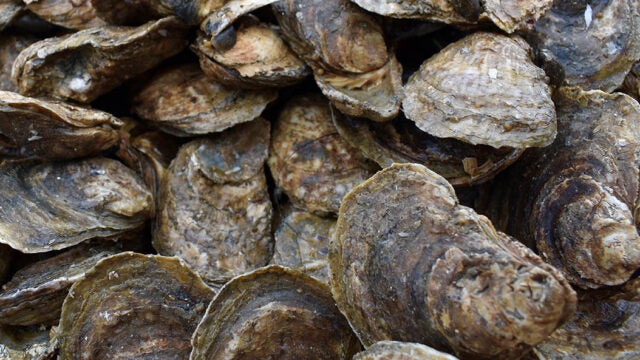 A collection of oysters.