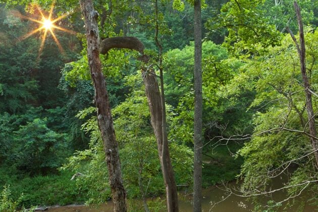 The sun shines through dense forest foliage.