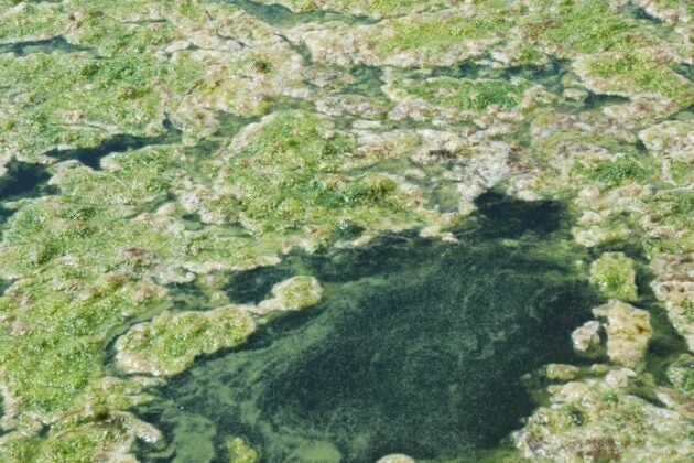 A thick green algal bloom covers the surface of water.