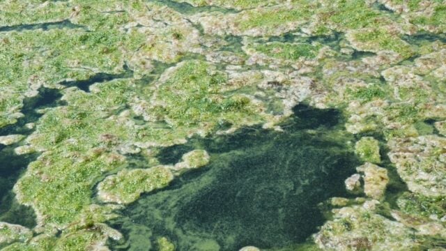 A thick green algal bloom covers the surface of water.