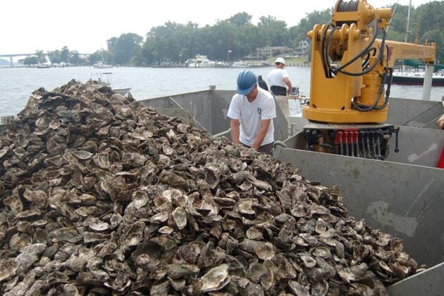An oyster barge is piled high with oyster shells.