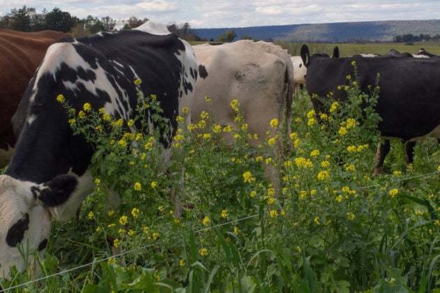 Cows graze in a pasture of yellow flowers.