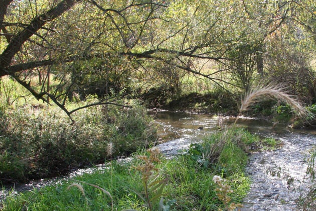A creek runs through woods.