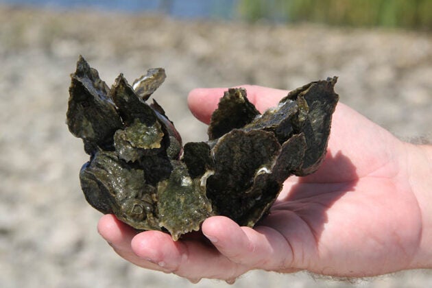 A hand holds a cluster of oyster shells with small oysters growing on them.