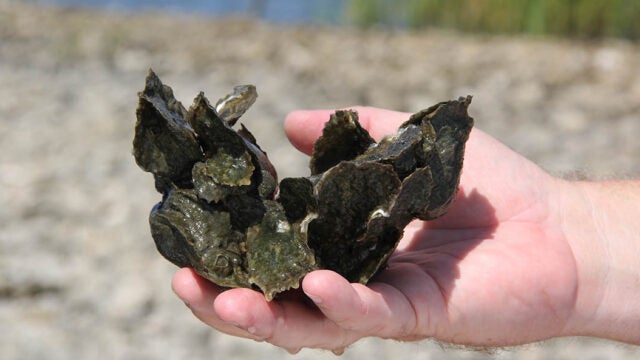 A hand holds a cluster of oyster shells with small oysters growing on them.