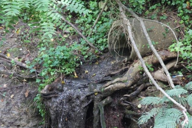 Water runs from a sewer overflow outlet.
