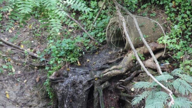 Water runs from a sewer overflow outlet.