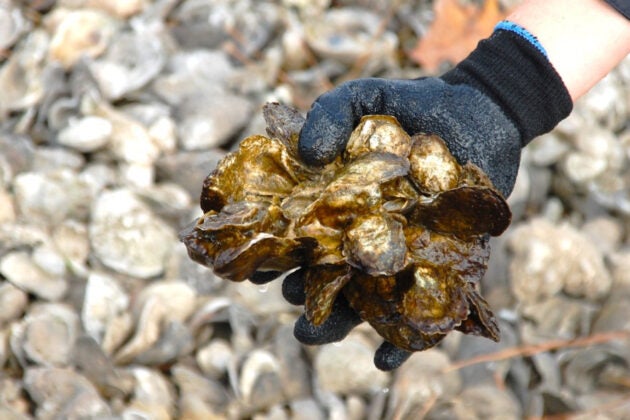 A gloved hand holds a cluster of oyster shells for restoration, with recycled shells in the background.