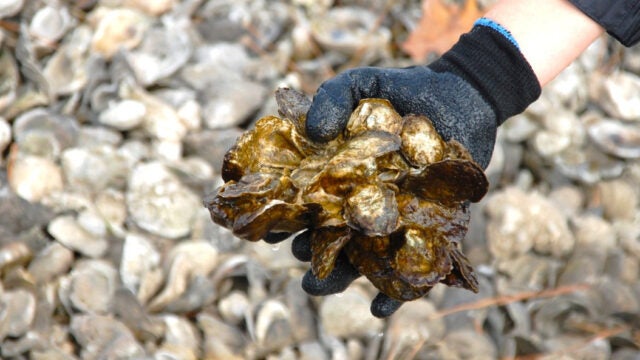 A gloved hand holds a cluster of oyster shells for restoration, with recycled shells in the background.