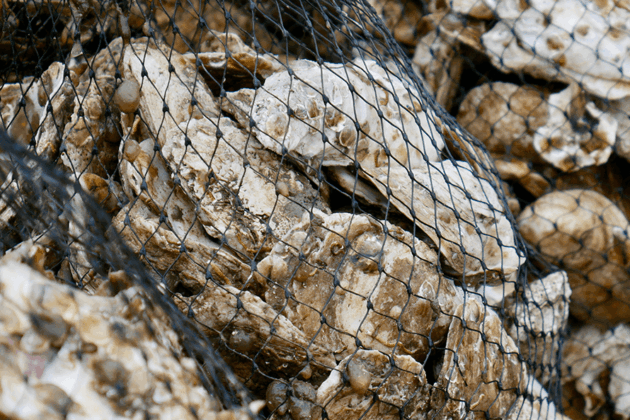 Oysters in net bags.