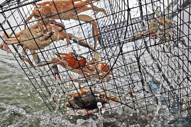 Crabs in a crab pot.