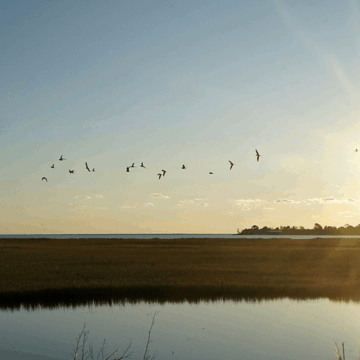 Sunrise over the water, with some birds flying above