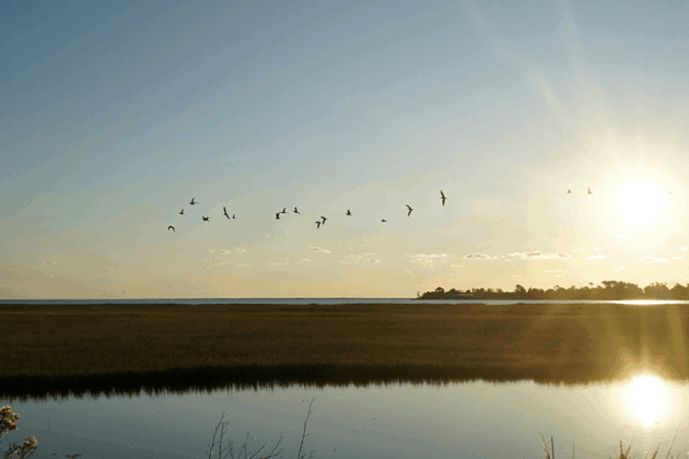 Sunrise over the water, with some birds flying above