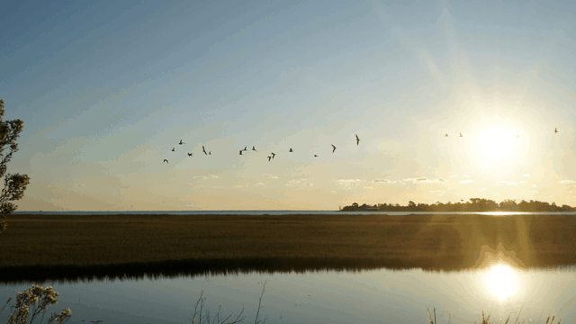 Sunrise over the water, with some birds flying above.
