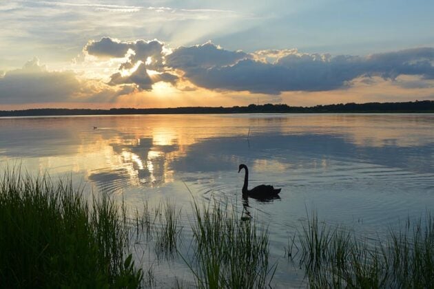 A swan glides on calm water at sunset with dramatic clouds and marsh grasses framing the scene.