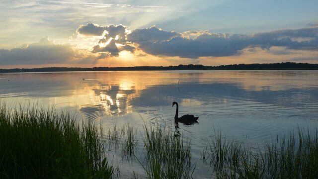 A swan glides on calm water at sunset with dramatic clouds and marsh grasses framing the scene.