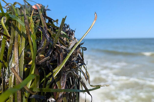 A bundle of underwater grasses is held at the water's edge of the Chesapeake Bay.