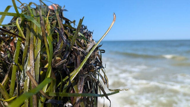 A bundle of underwater grasses is held at the water's edge of the Chesapeake Bay.