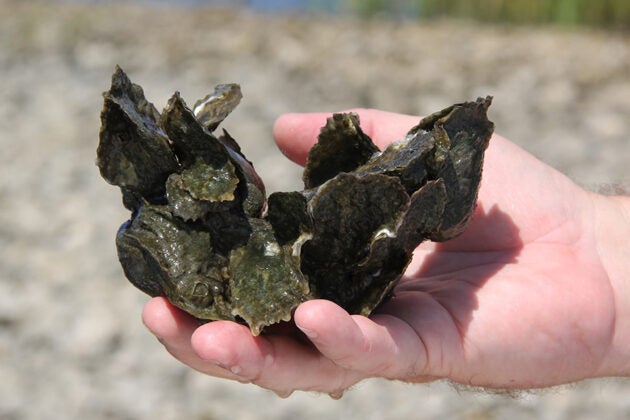 A hand holds a cluster of oyster shells with small oysters attached.