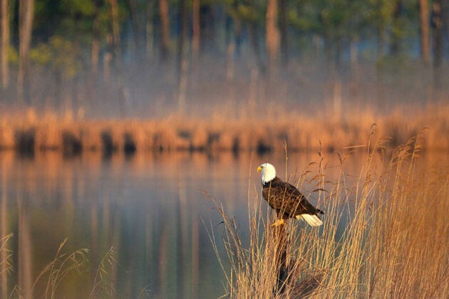 An eagle perches amid the marsh grasses in golden light.