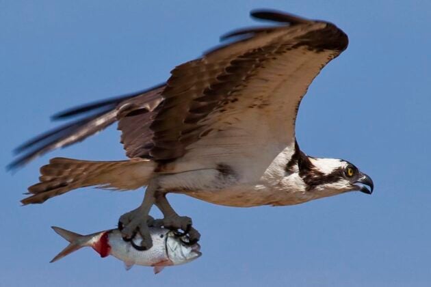 Osprey in flight carrying a menhaden fish in its talons