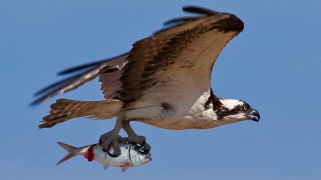 Osprey in flight carrying a menhaden fish in its talons.
