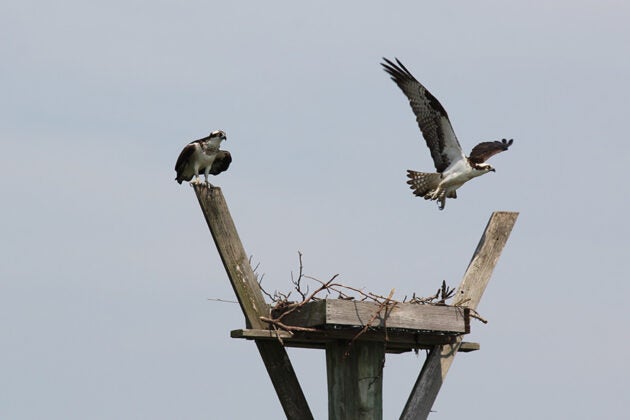 Two ospreys at their nest on a channel marker, one perched and one in flight.