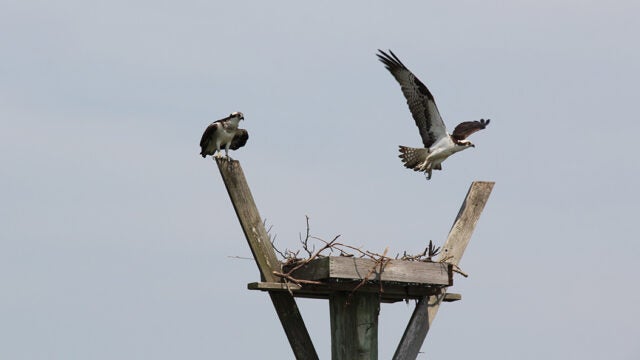 Two ospreys at their nest on a channel marker, one perched and one in flight.